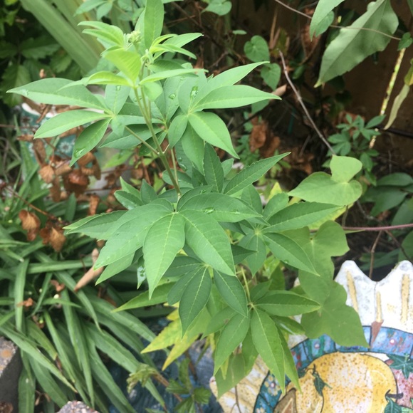 (1) 10-12 inch Texas Lilac tree sapling live plant - rooted - Picture 6 of 7